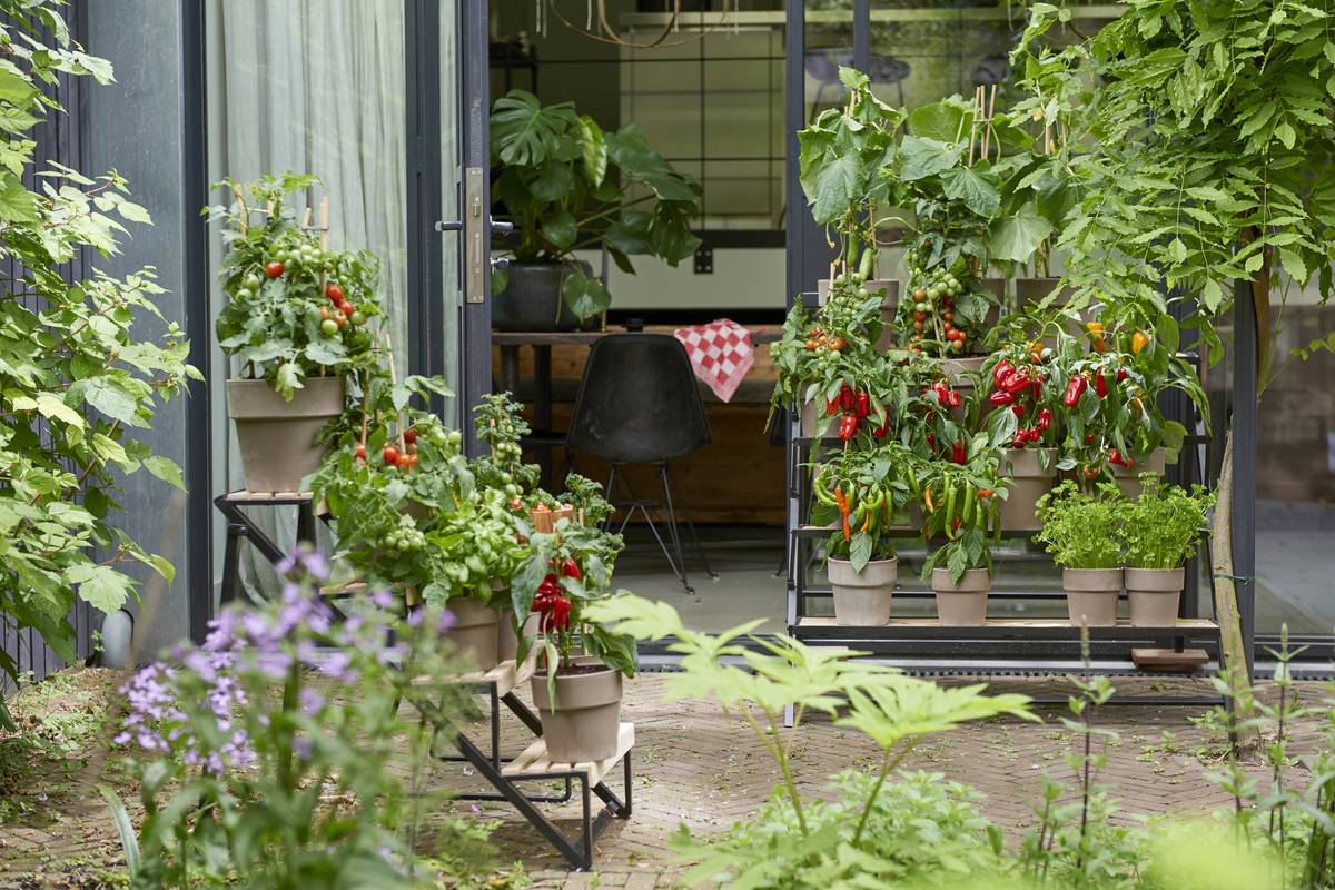 Groentenplanten