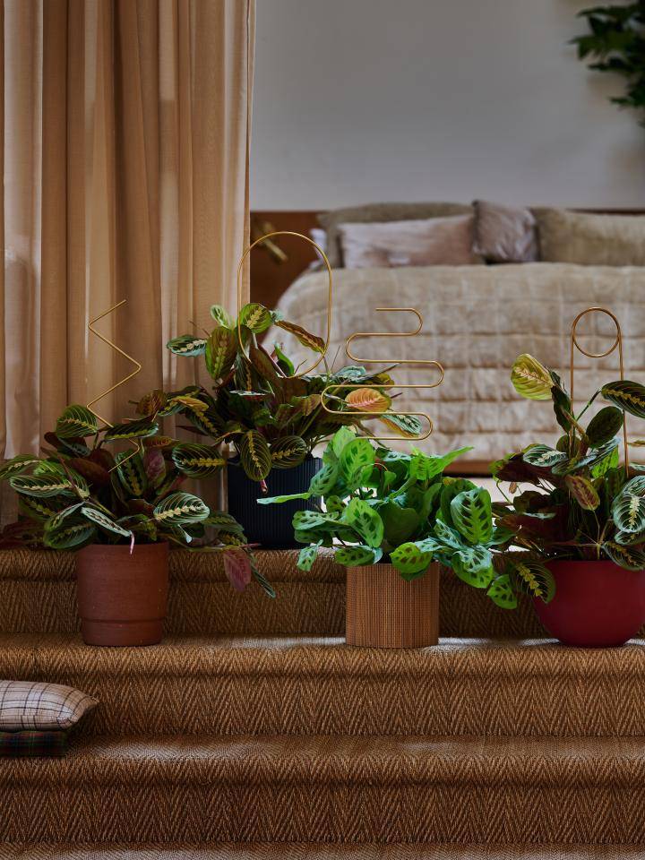 Groene bladeren van de prayerplant met opvallende nerven en rode accenten tegen een witte achtergrond.