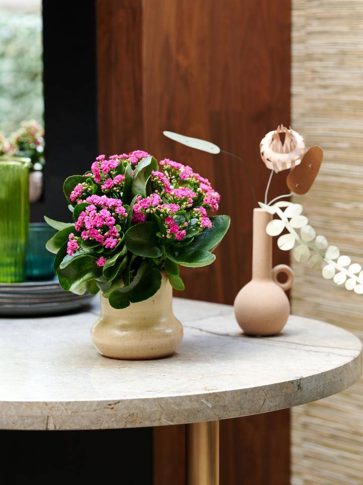 TC-AW22_PV_TS_Houseplants_kalanchoe_3_3a_MED