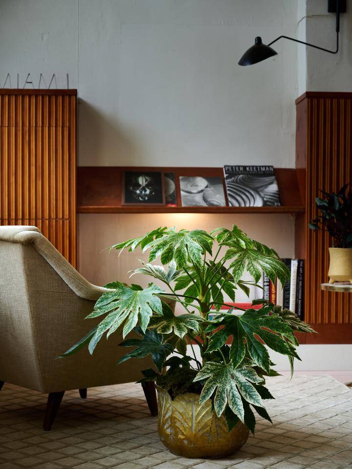 TC-AW22_TS_Houseplants_Fatsia_2_3_MED