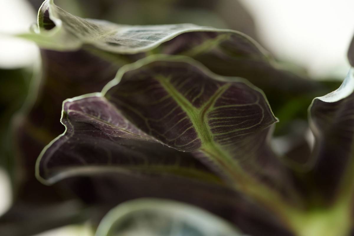 Alocasia