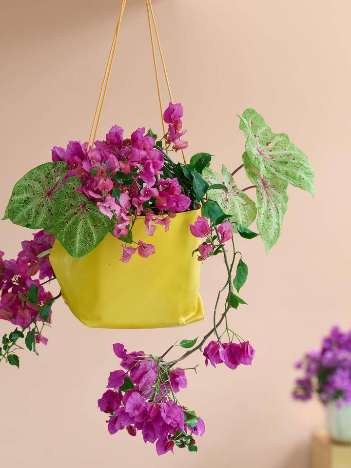 Bougainvillea kamerplant