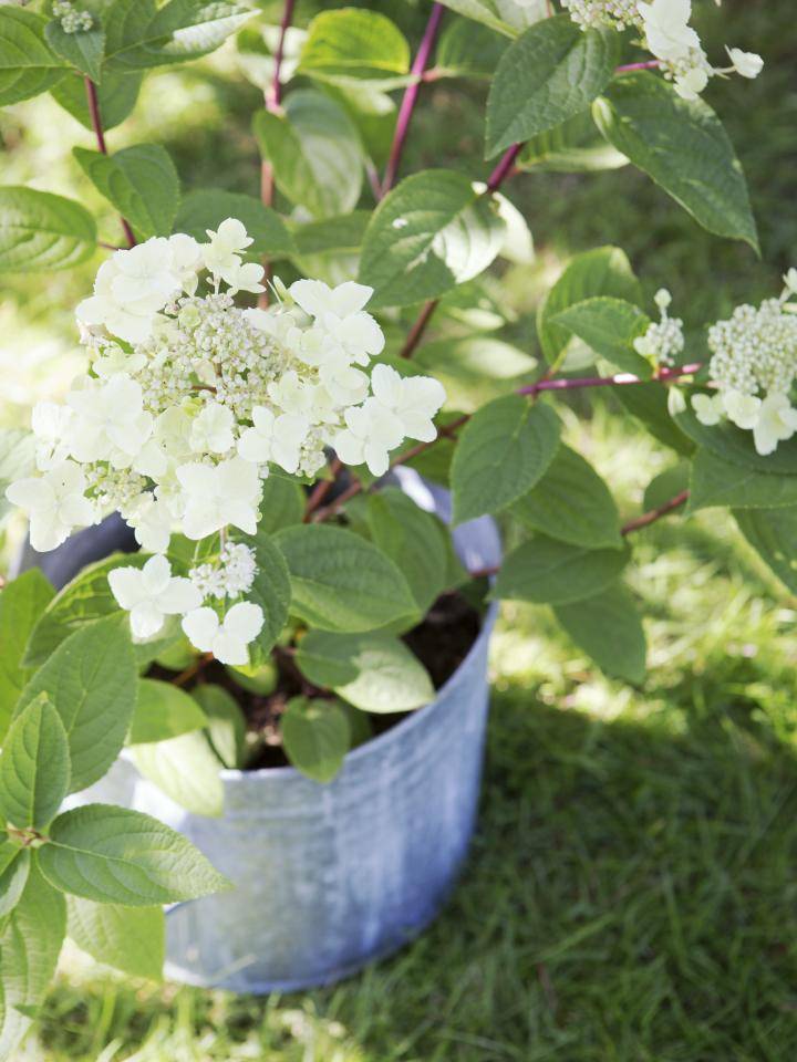TP16 Juli Pluimhortensia_05-HR