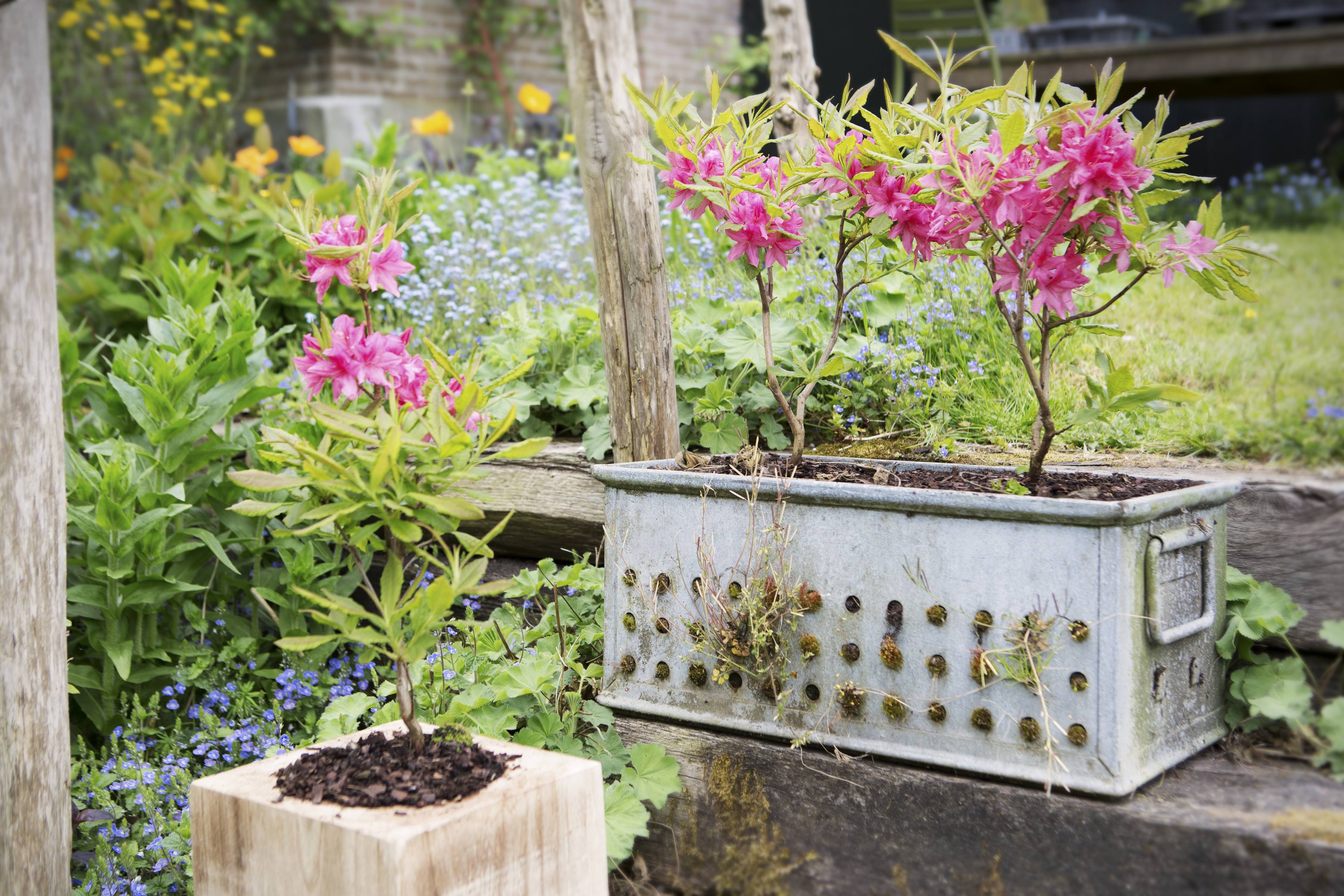 Azalea in een krat en in een pot voor in de tuin