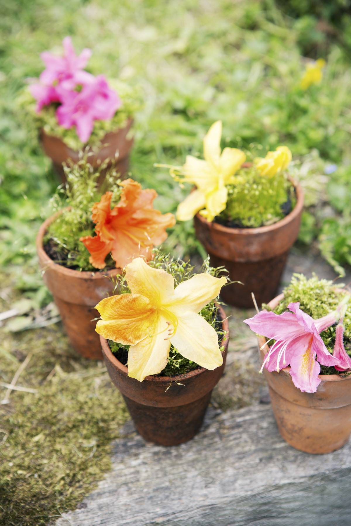 Azalea in pot voor in de tuin