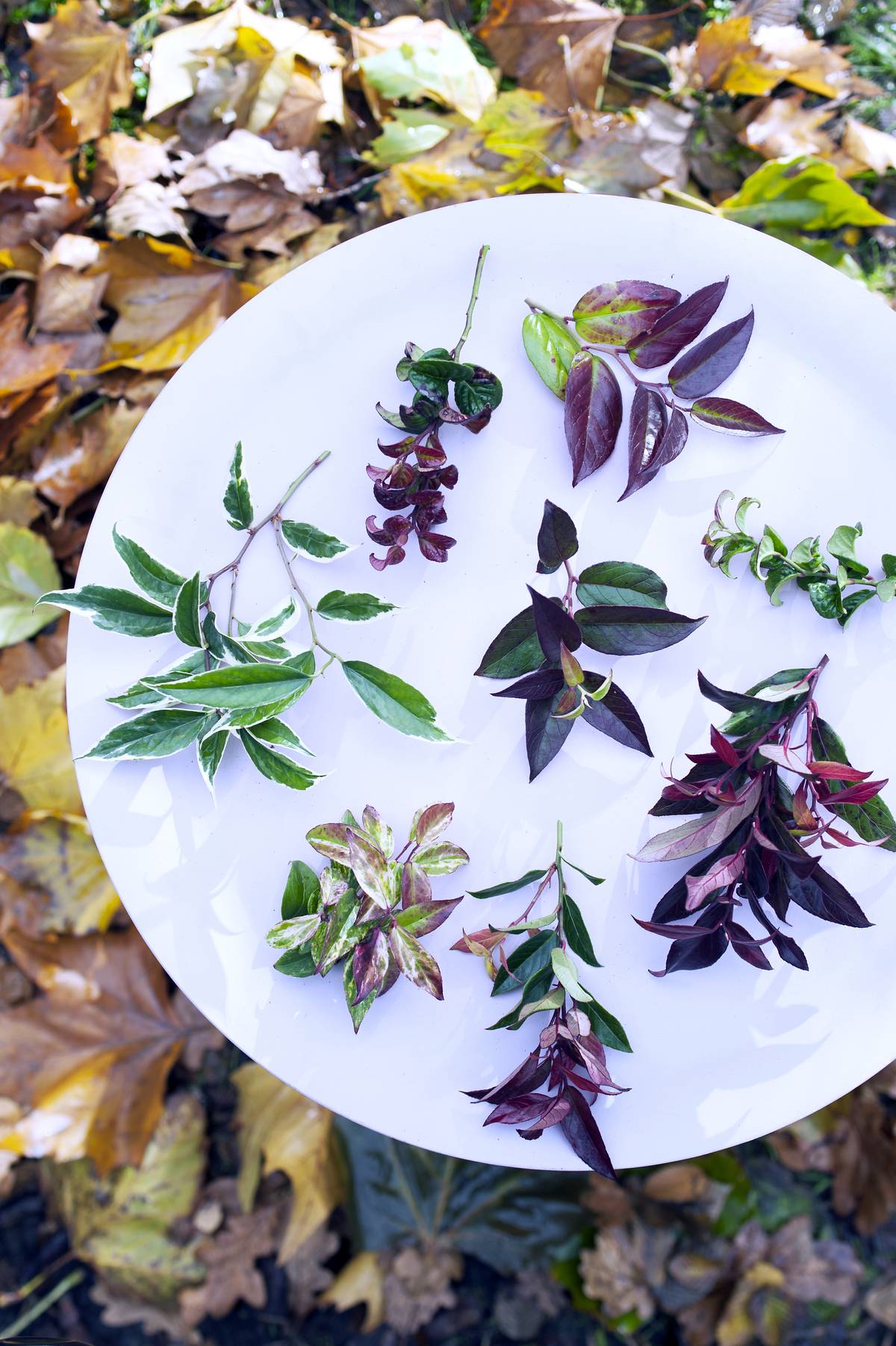 Leucothoe