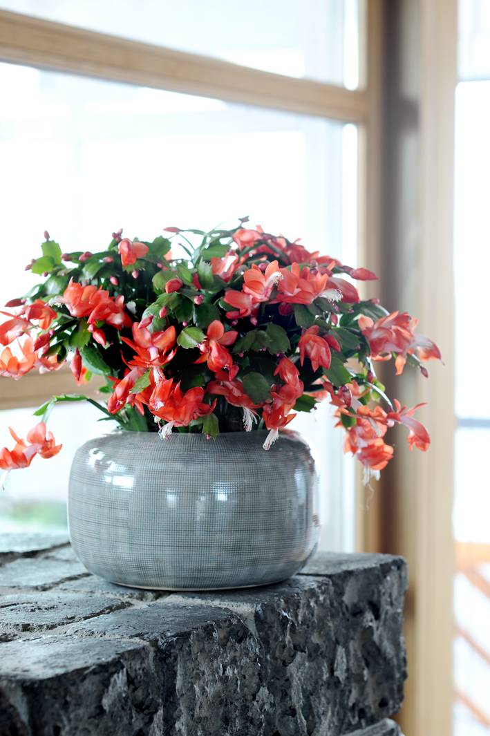 The chrismas cactus - 52406704-b132-48f2-9e54-a3ec017d7d06