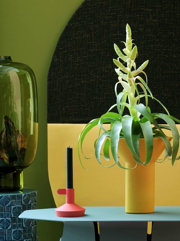 Tillandsia – Pflanzenfreude.de - 0b840f89-32ac-49cc-8275-80643f2012ee