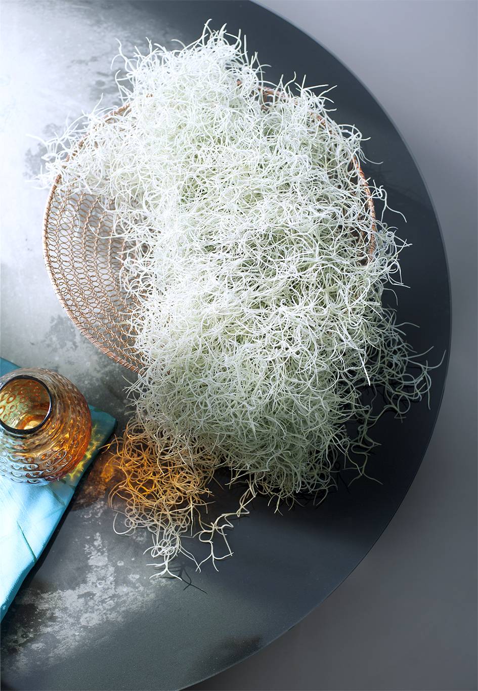 Tillandsia usneoides – Pflanzenfreude.de - 570b92a0-de49-4985-9b51-9db63e22b86c
