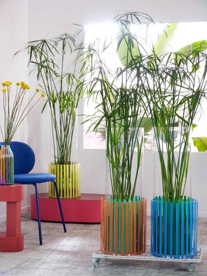 Trends-2025-radient-energy-cyperus_ 1_LOW