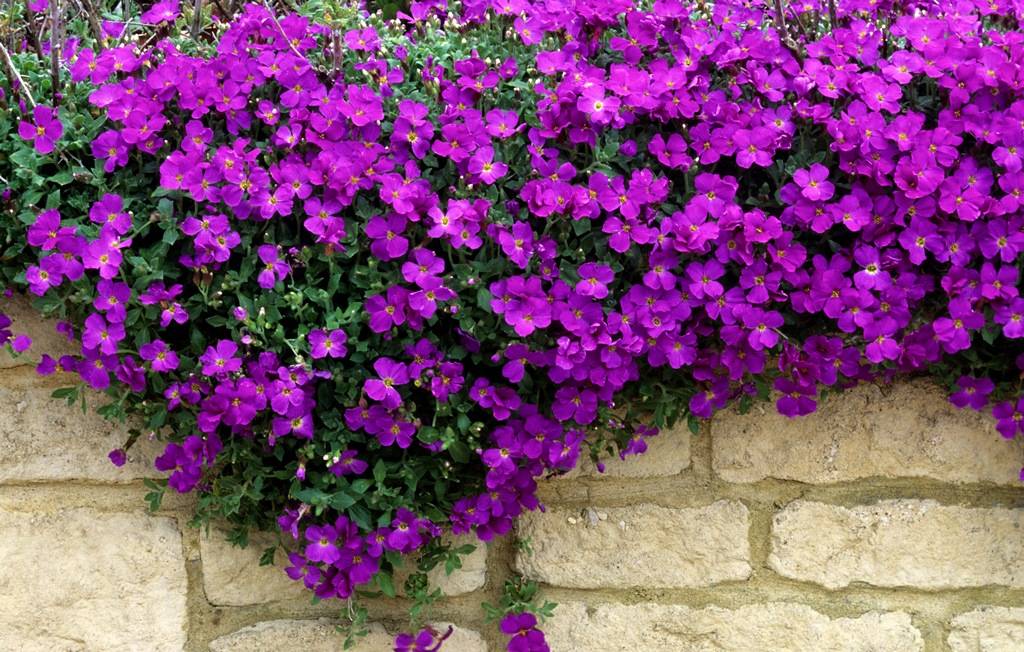 Tuinplant van de Maand: Muurbloem Aubrieta - 42c988ab-2b33-4059-8b82-aa0bc78f64ef