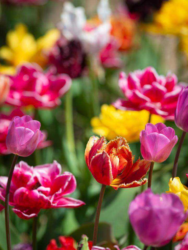 tulpen