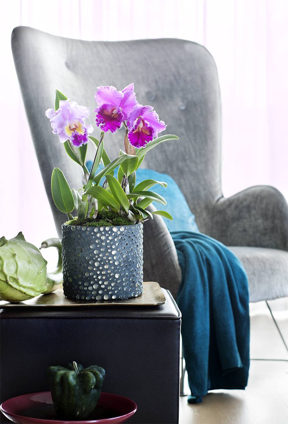Verzorgingstips orchidee Mooiwatplantendoen.nl - 07f3d209-4061-4d24-90a1-b1e66808b269