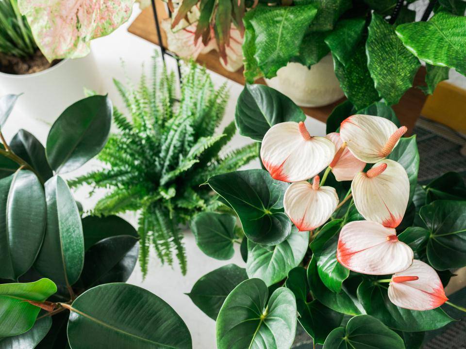 Planten thanks plants