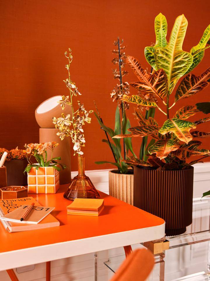 Website_Orange_0W6A1047