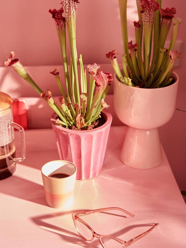 Website_Pink_0W6A1538