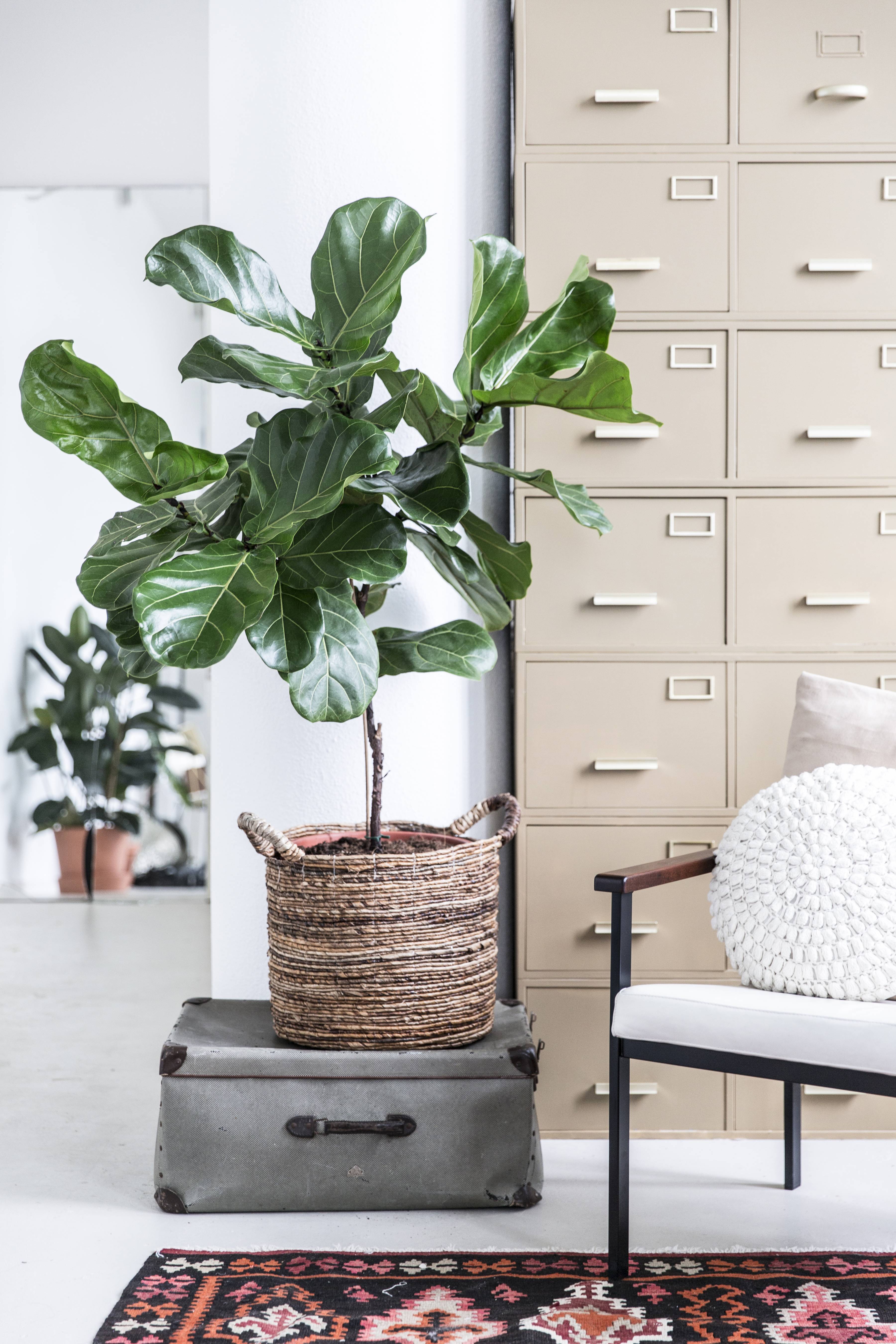 Plant in mand