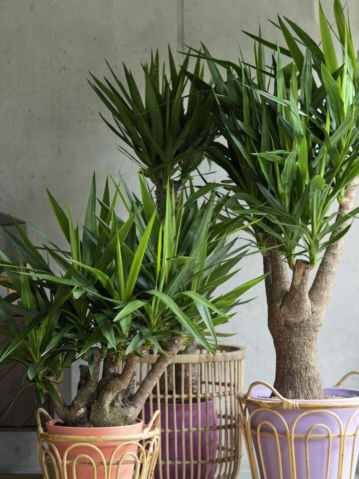 Yucca