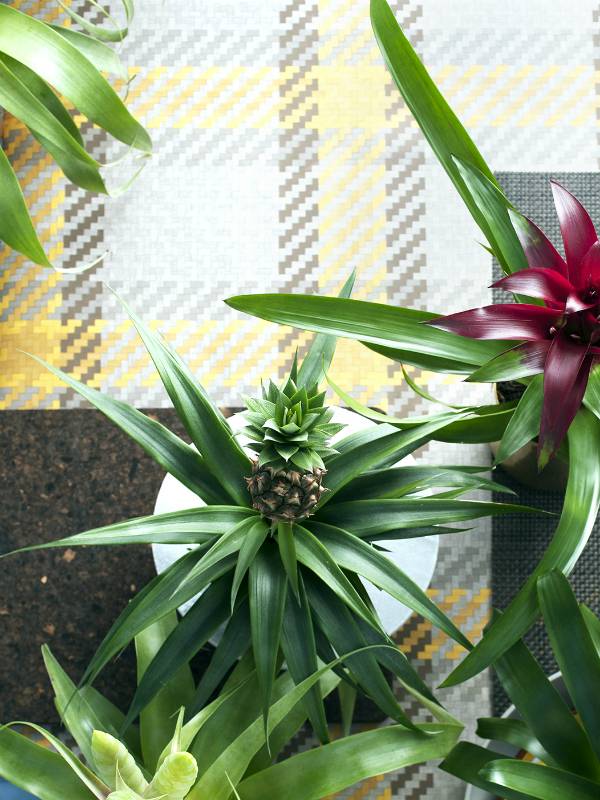 Zierananas – Pflanzenfreude.de - f369f443-9c39-44a4-be0f-e0edcd9c3c8d