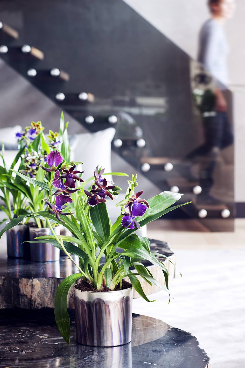 Zygopetalum Mooiwatplantendoen.nl - a4f065ae-6f70-47eb-b47c-4f67c3a64c69