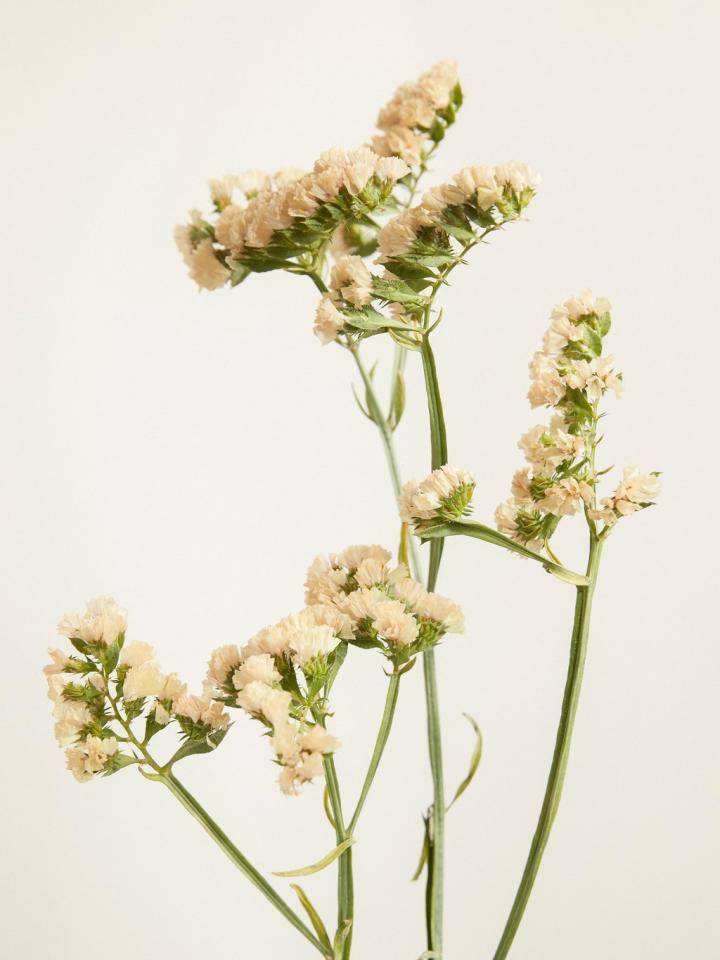 Limonium flower stems with clusters of small, pale yellow blossoms against a light background.