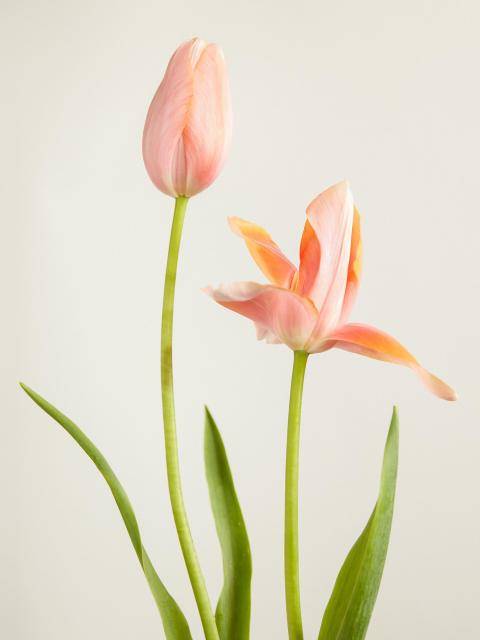 Tulp
