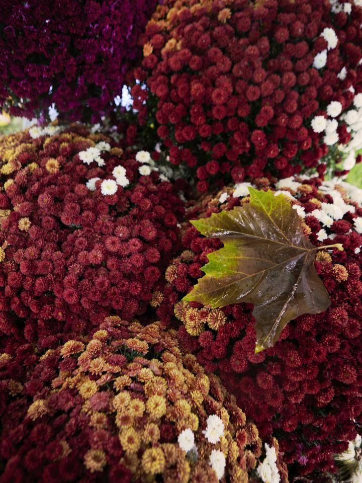 _Bloemen Bureau Holland 2022-10-20_05__B3A6044 b (1)
