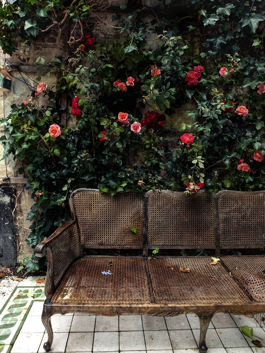 Doorbloeiende rozen