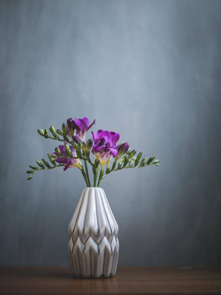 Freesia