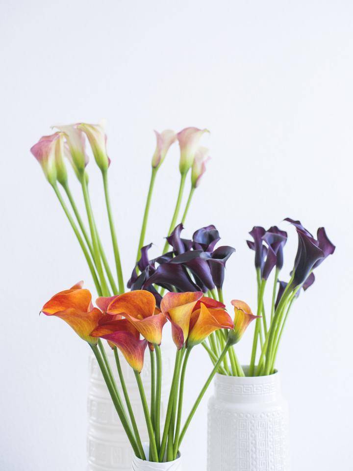 Calla