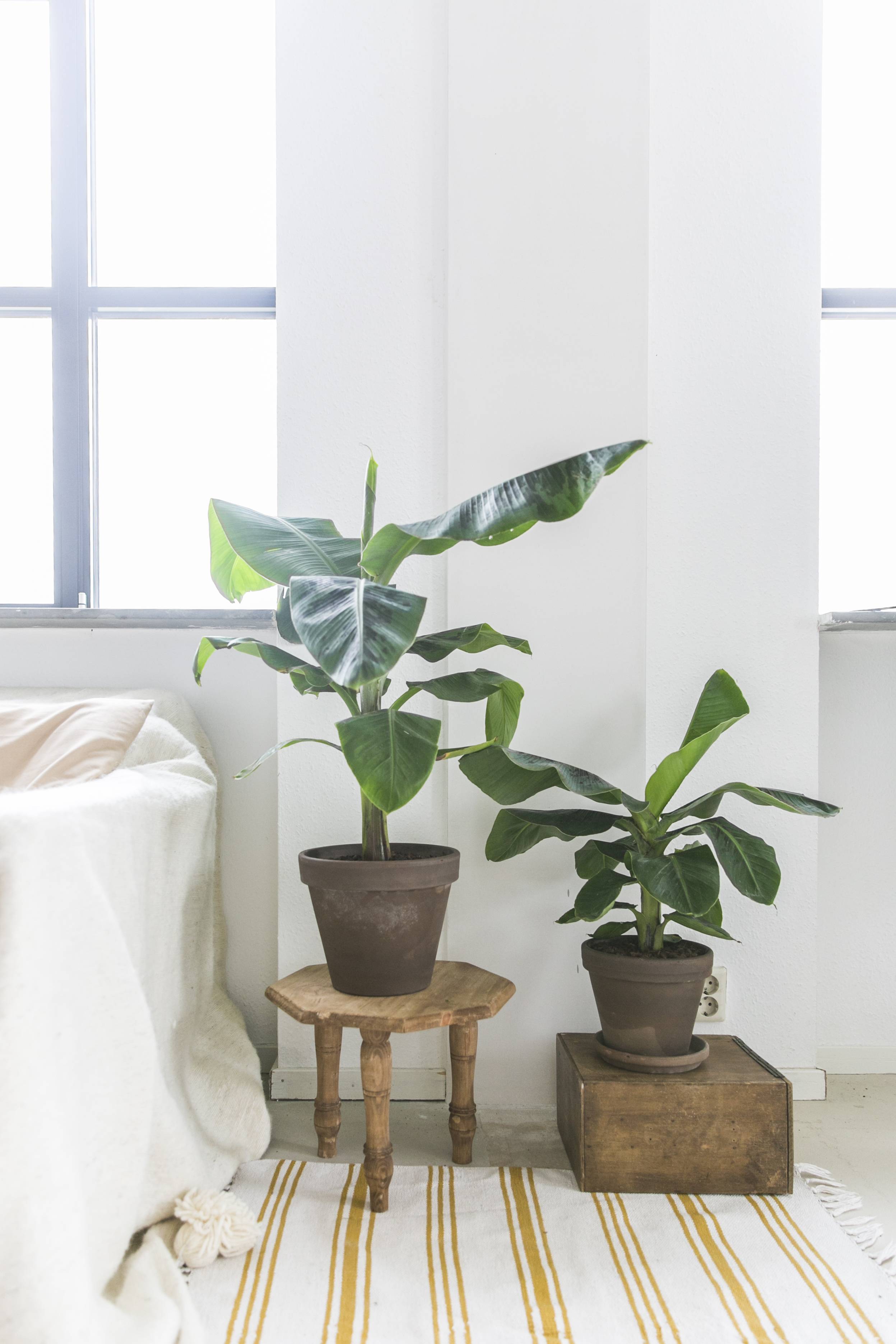 Twee bananenplanten in potten op houten kruk en kistje naast een raam in een lichte kamer.