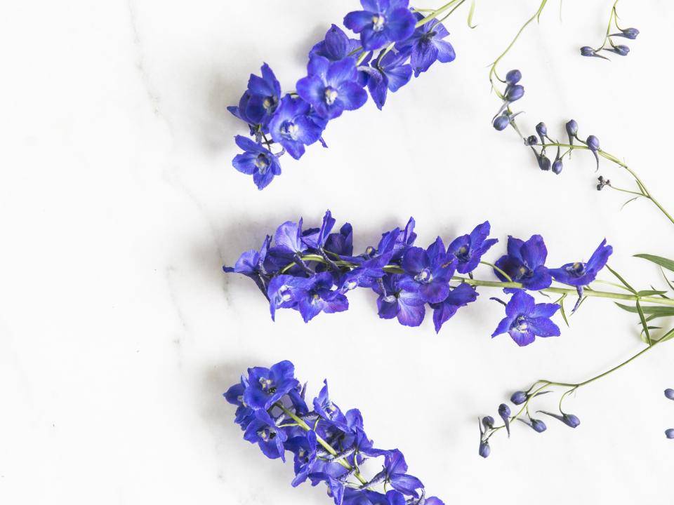 Delphinium