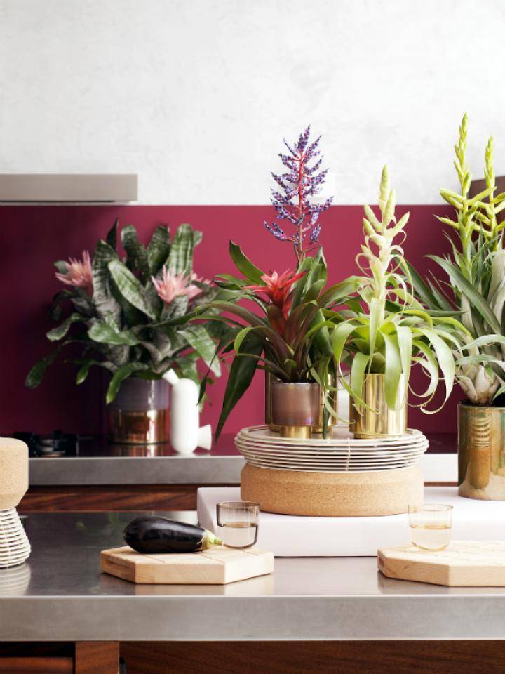 Bromelia in de keuken Guzmania Aechmea