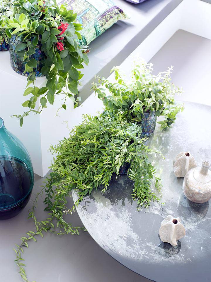 Lipstickplant