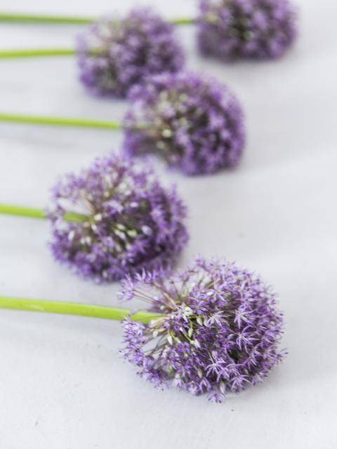 Alium