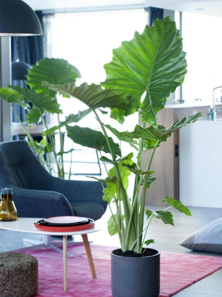 alocasia_mooiwatplantendoen_1