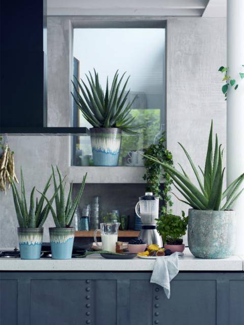 Aloe vera