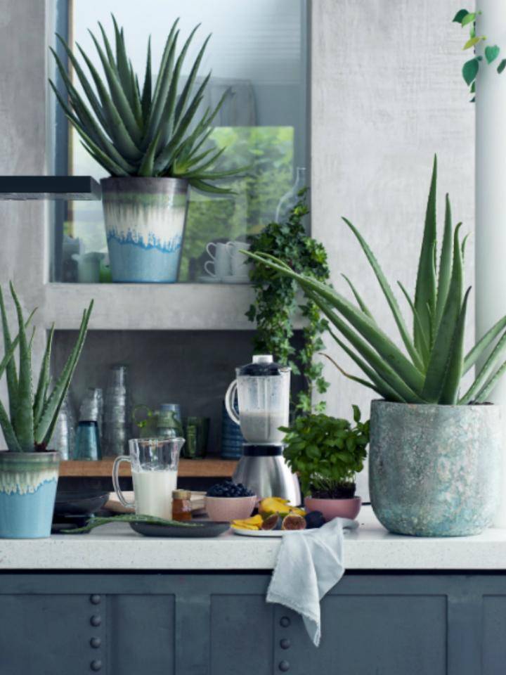 Keuken met potten aloe vera