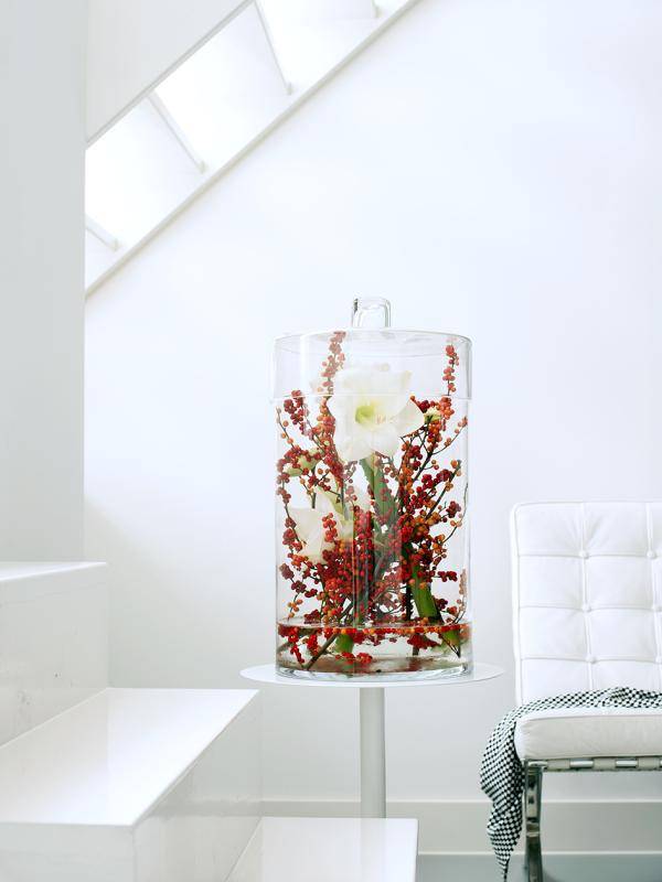 Amaryllis