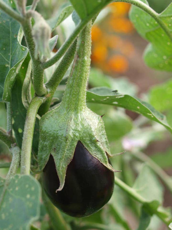 aubergine-mooiwatplantendoen.nl_