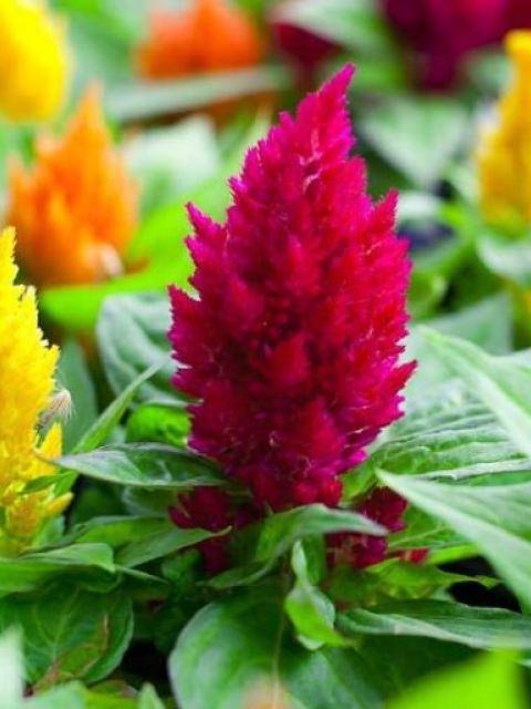 balconygardenweb_1