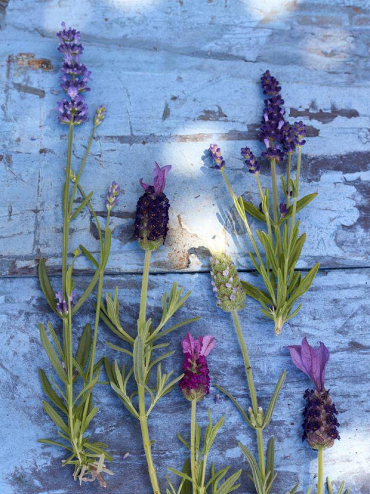 balkonplant-van-2018-lavendel-mooiwatplantendoen.nl_