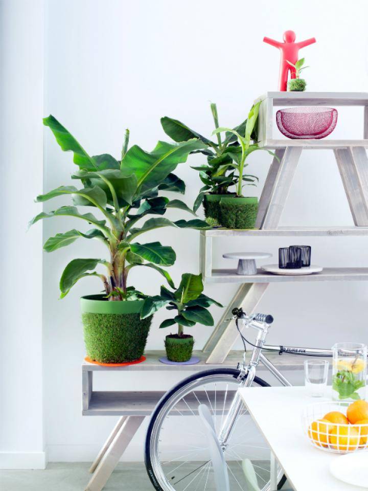 bananenplant_mooiwatplantendoen_1