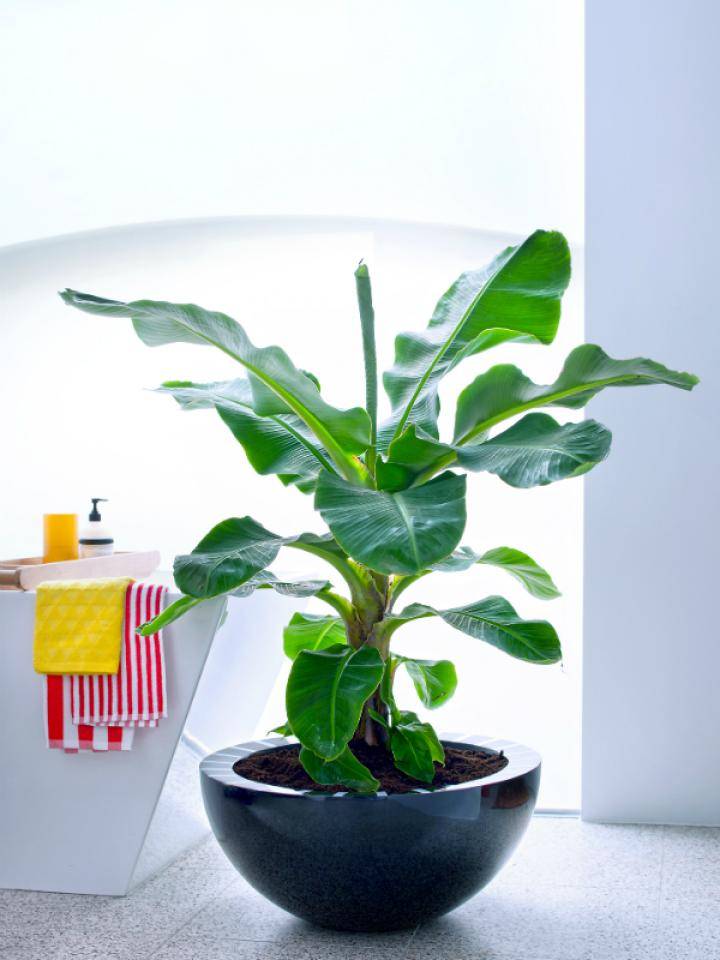 bananenplant_mooiwatplantendoen_4_0