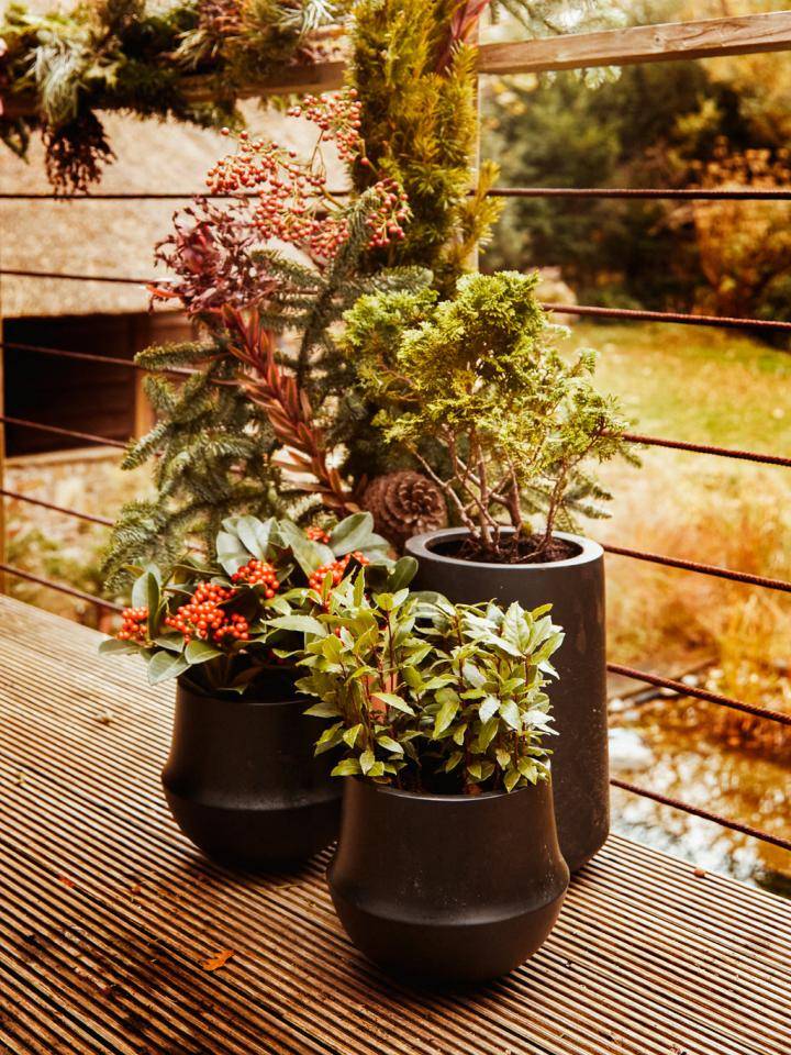 kerstplanten outdoor