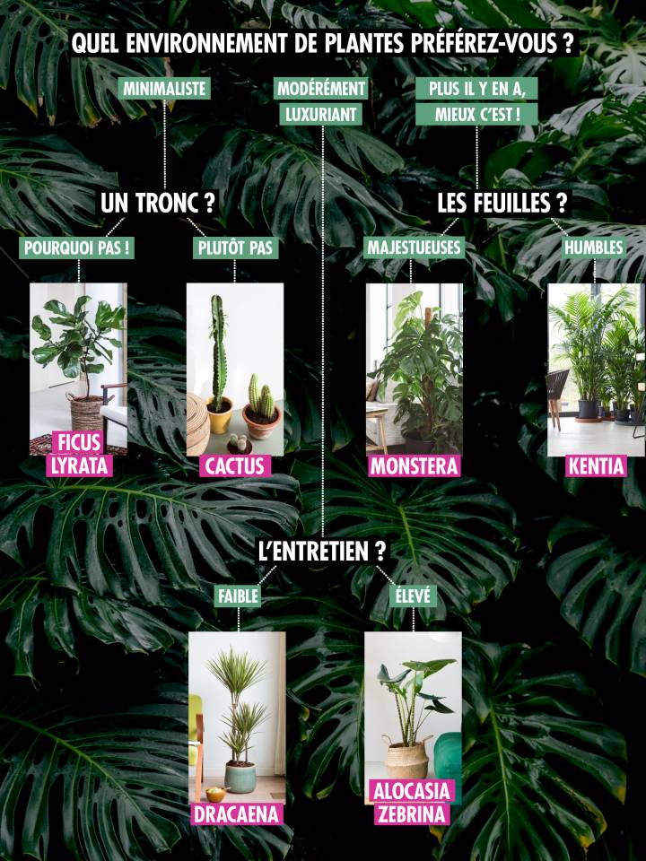 Correspondance de plantes