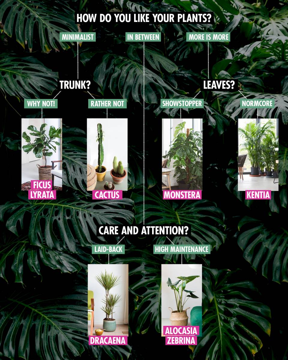 Which plant matches you best?