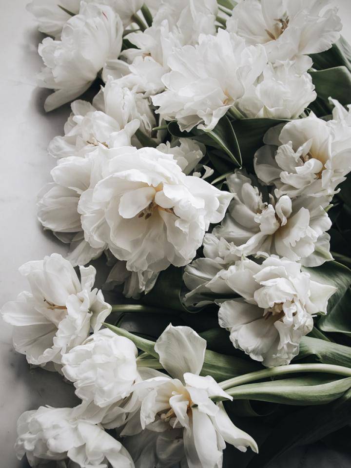Tulpen