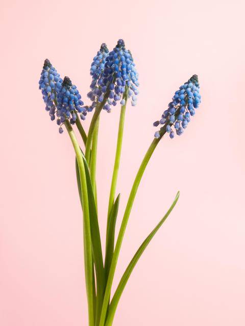 blauwe druif