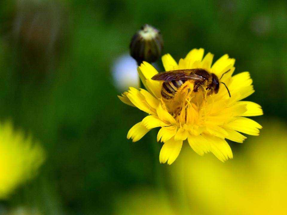 bloembei